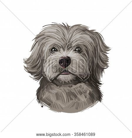 Yorkipoo Puppy Crosbred Of Yorkie-poo Yorkshire Terrier And Poodle Isolated. Digital Art Illustratio