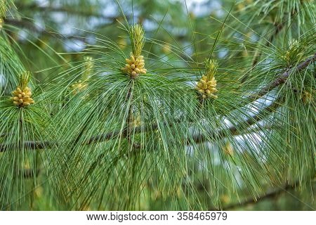 Close Up Branches Of Pinus Pseudostrobus, Known As The Smooth-bark Mexican Pine Tree With Long Soft 