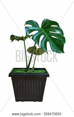 Dark Green Leaves Of Monstera Or Split-leaf Philodendron (monstera Deliciosa) The Tropical Foliage H
