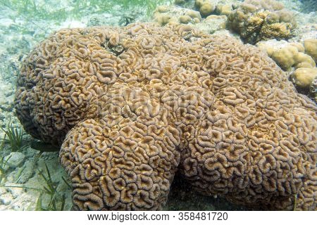 A Beautiful Red Coral In Togian Islands, Indonesia