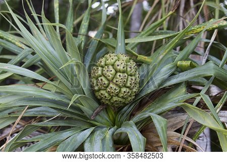 A Pandanus Plant View In New Caledonia