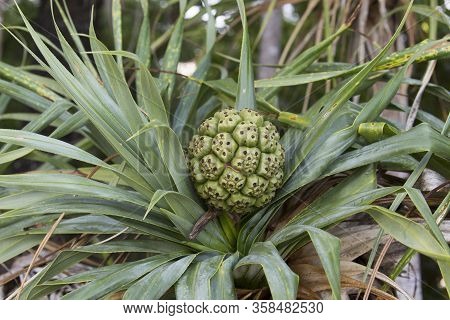 A Pandanus Plant View In New Caledonia