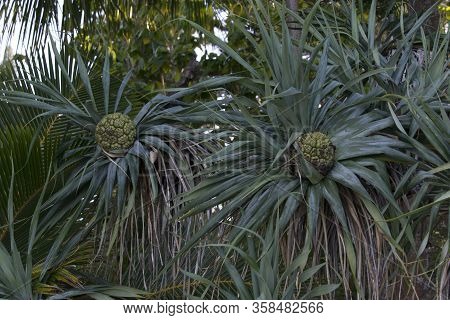A Pandanus Plant View In New Caledonia