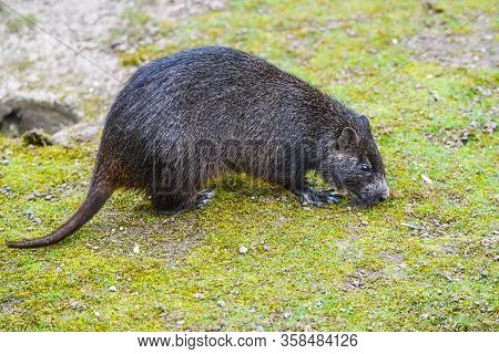 Desmarests Hutia Or Cuban Hutia, Capromys Pilorides. Endemic Rodent From Cuba, Central America