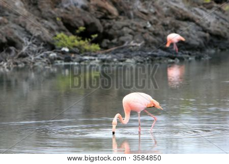 Pembe flamingolar