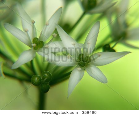 Fiore verde