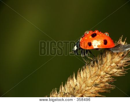 Coccinella