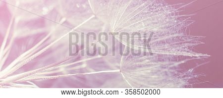 Beautiful Dew Drops On A Dandelion Seed Macro. Beautiful Soft Pink Background. Water Drops On A Para