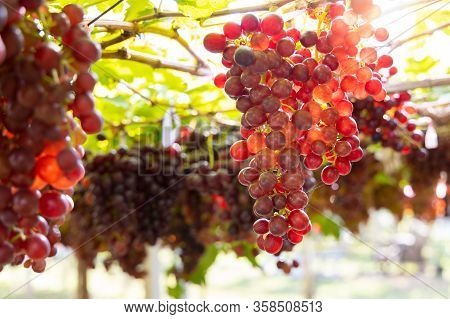 Grapes Growing On The Bushes. It Has A Sweet Taste.