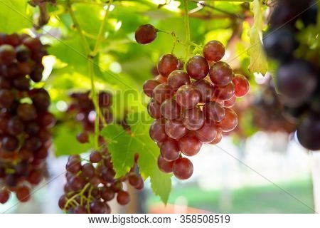 Grapes Growing On The Bushes. It Has A Sweet Taste.