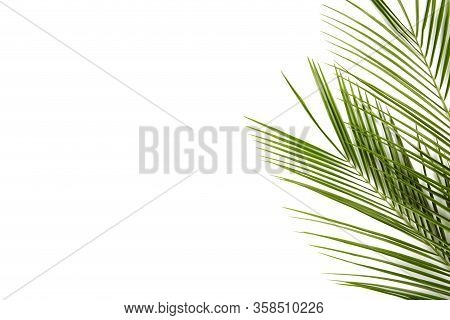 Green Leaves Of Palm Tree Isolated On White Background, Top View
