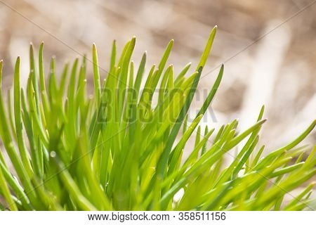 Awakening Of Spring. Fresh Green First Shoots. Grass Close-up. Stalks Of Lawn Grass.