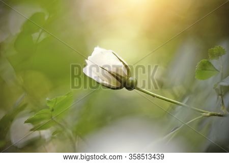 Dogrose Flowers Bud On A Branch In The Summer.