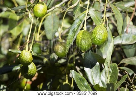 Avocado Fruits On The Tree Ready For Harvest. Hass Avocado - Persea Americana 'hass'