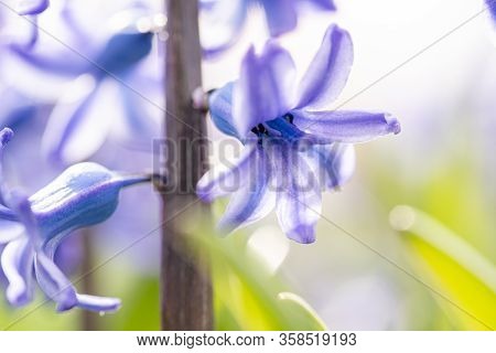 Beautiful Dreamy Detail Shots Of Blue-purple Hyacinth Is Also
Called Blue Jacket During The Spring S