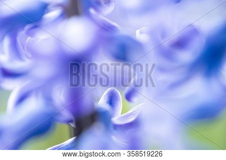 Beautiful Dreamy Detail Shots Of Blue-purple Hyacinth Is Also
Called Blue Jacket During The Spring S