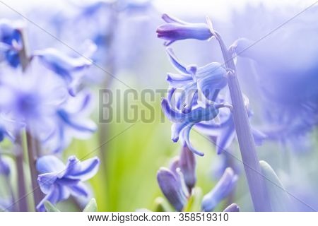 Beautiful Dreamy Detail Shots Of Common Hyacinth Is Also
Called Blue Jacket During The Spring Season