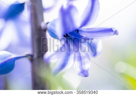 Beautiful Dreamy Detail Shots Of Blue-purple Hyacinth Is Also
Called Blue Jacket During The Spring S