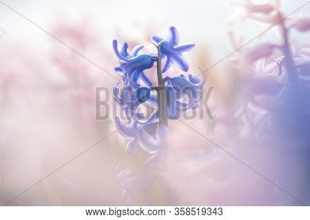 Large Flower Bed With Multi-colored Hyacinths, Traditional Easter Flowers, Flower Easter Background