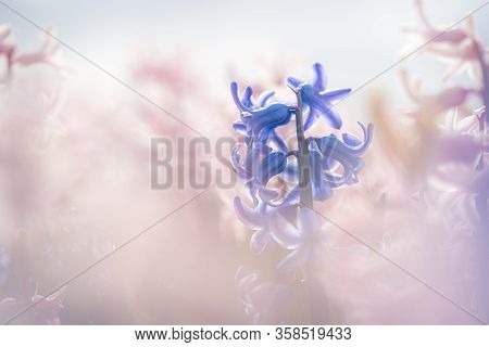 Large Flower Bed With Multi-colored Hyacinths, Traditional Easter Flowers, Flower Easter Background
