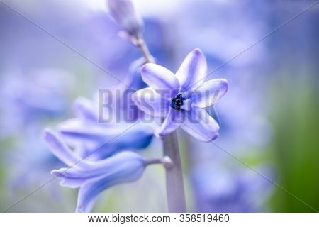 Beautiful Dreamy Detail Shots Of Common Hyacinth Is Also
Called Blue Jacket During The Spring Season