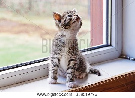 Cute Tabby Cat Sitting On Window Sill And Looking Up, Candid Rurual Scene