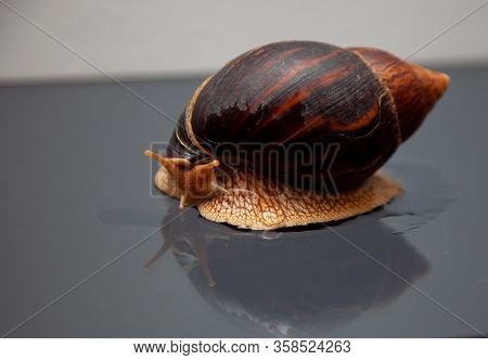 Portrait Of A Snail. Big African Snail Achatina. Exotic Pet Not Allergic.