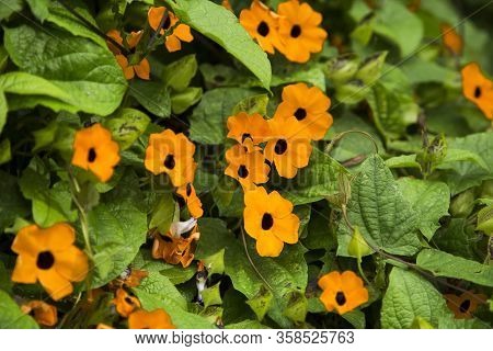 Thunbergia Alata - Black-eyed Susan Vine With Trellis