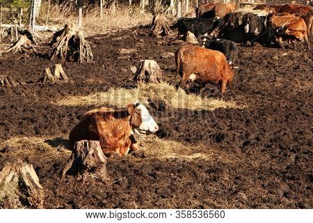 A Herd Of Cows Sunbathes And Eats Hay. The Background Is Dirt.
