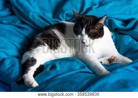 Brazen Cat Sleeps On Bed In Turquoise Sheets. Black And White Cat. Cat Lives In The House.