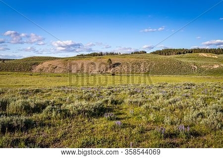Bison At Yellowstone