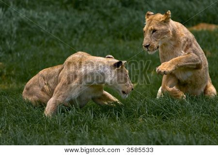 Playing Lionesses
