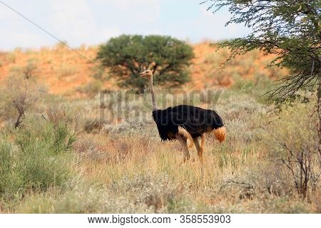 The Ostrich Or Common Ostrich (struthio Camelus) In The Desert.male Ostrich In The Red Dunes.