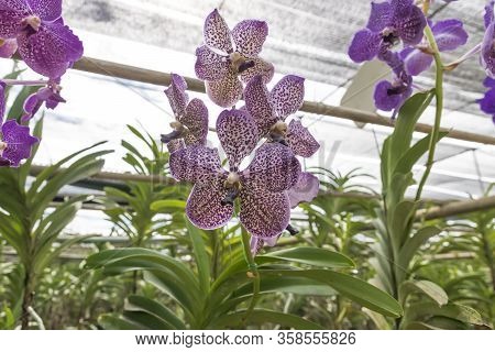 The Vanda Deep Purple Spot Orchid Garden