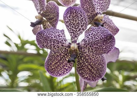 The Vanda Deep Purple Spot Orchid Flower