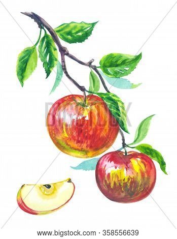 Apples On A Branch And A Slice Of Apple, Watercolor Fruits, Drawing On A White Background, Isolated.