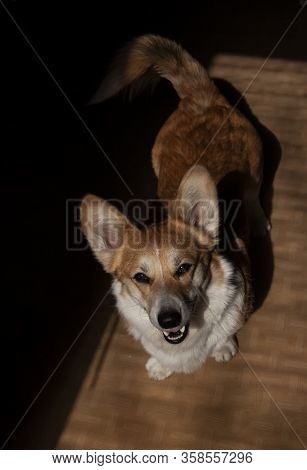 Pembroke Welsh Corgi, Welsh Corgi Portret. Lifestyle Purebreed Welsh Corgi Play In Home