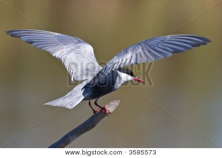 Pirched Whiskered Tern
