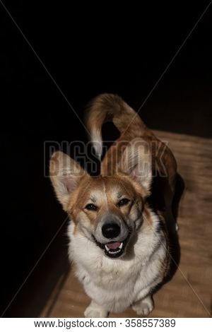 Pembroke Welsh Corgi, Welsh Corgi Portret. Lifestyle Purebreed Welsh Corgi Play In Home