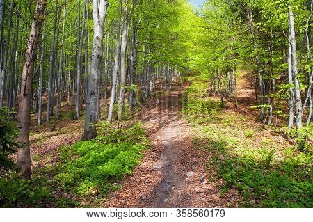 Springy View From European Beech Wood With Pathway, Springtime Woodland