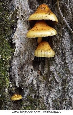 Horizontal Shot Of Three Mushrooms Stacked And One Small One Off To The Side.  Growing On A Tree Tru