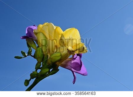 A Very Pretty Colorful Flowerin The Sunshine