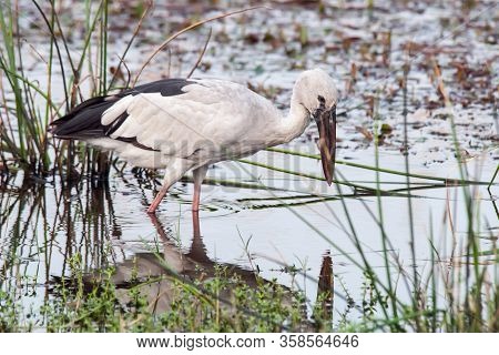 The Asian Openbill Stork (anastomus Oscitans) Is Walking In The Water And Trying To Catch Something 