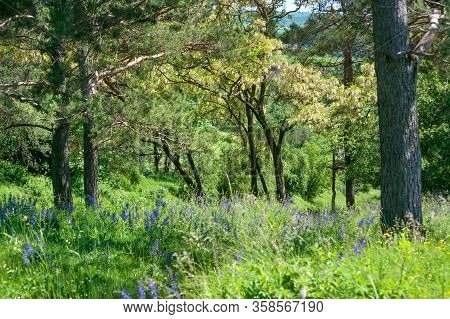 Acacia Trees In Full Blossom At Countryside Landscape