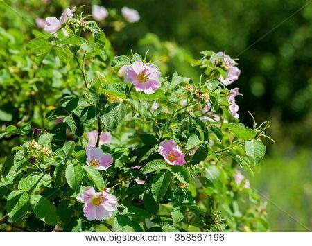 Pink Flowers Rose Hips On The Bush. Flowering Dog-rose