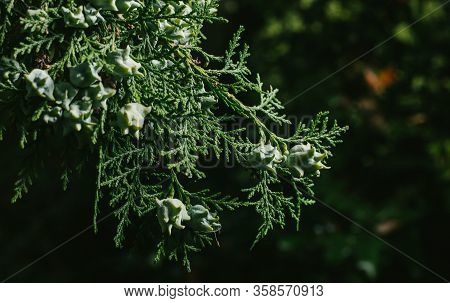 Thuja Occidentalis Background.thuja Occidentalis Is An Evergreen Coniferous Tree, In The Cypress Fam