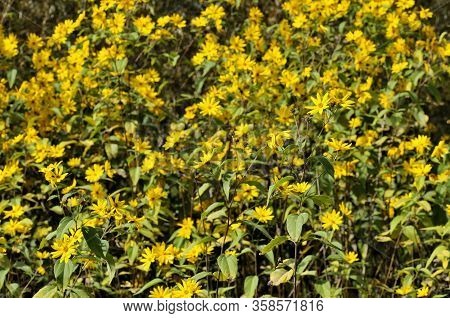 The Jerusalem Artichoke (helianthus Tuberosus), Also Called Sunroot, Sunchoke, Or Earth Apple, Is A 