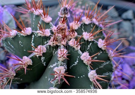 Green Prickly Cactus At The Botanical Garden With Violet Beautiful Light