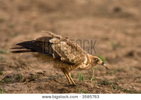 African Harrier Hawk With Catch