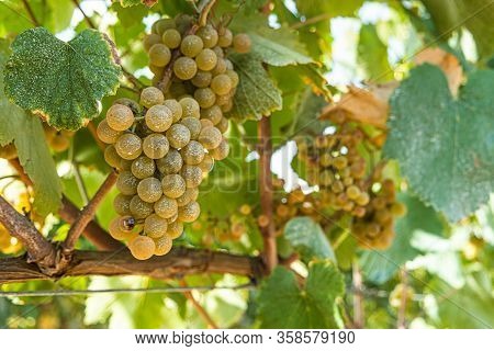 Close Up Of Berries And Leaves Of Grape-vine. Single Bunch Of Ripe Red Wine Grapes Hanging On A Vine